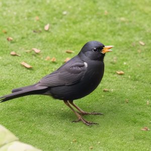Vogel-Fütterung: Tipps und Antworten auf die Frage, ab wann Sie Vögel füttern sollten