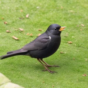 Amsel-Brut: Wie lange dauert die Brutzeit? - Spannung geladenes Bild.