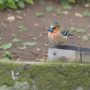 Buchfink auf Feld