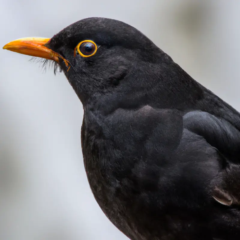 Amsel Brutvorgang.