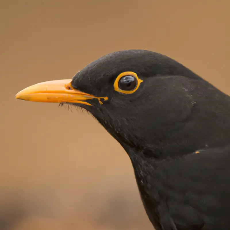 Amsel Nestlingsfütterung.