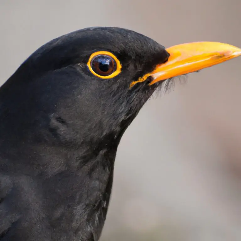 Amsel auf Balkon.