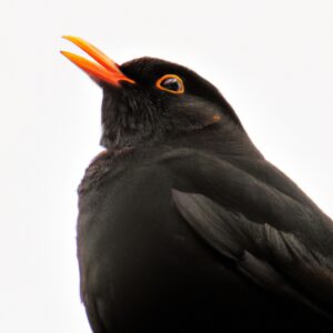 Amsel auf Baumstumpf.