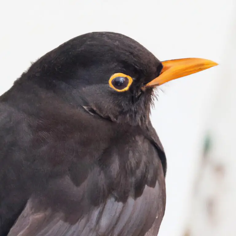 Amsel auf Straße.