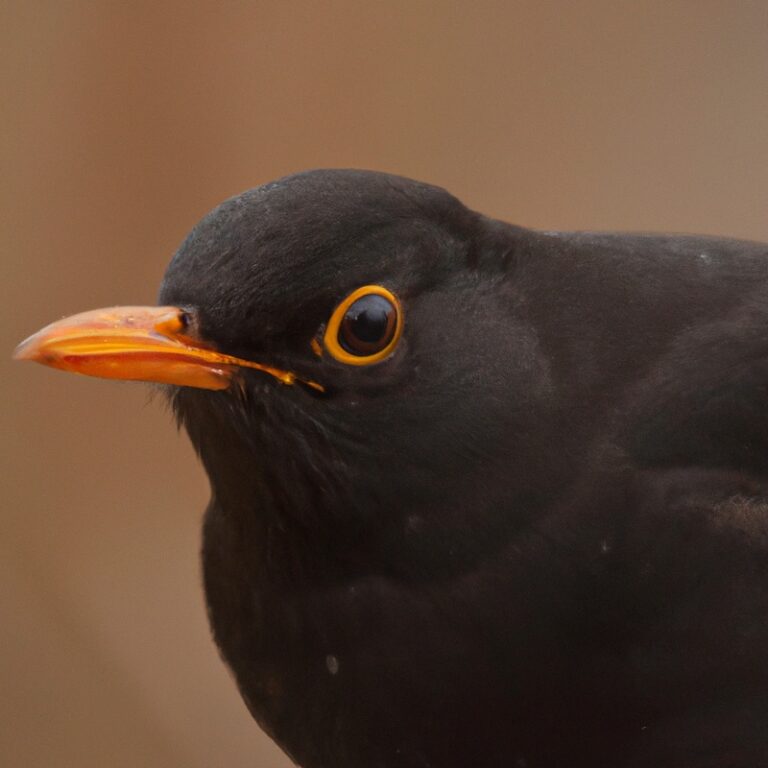 Amsel auf Zaun.