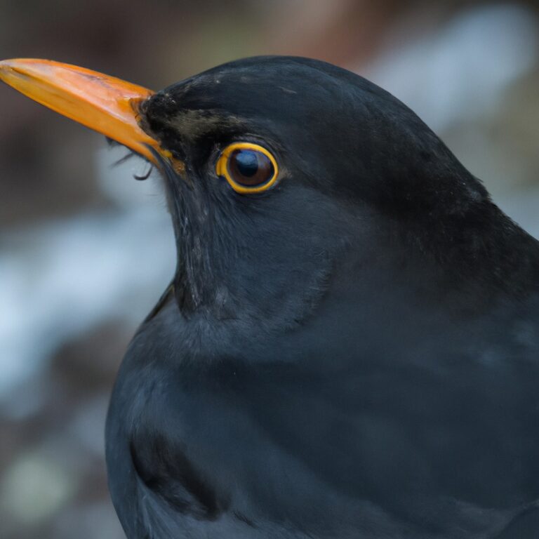 Amsel bei Beeren.