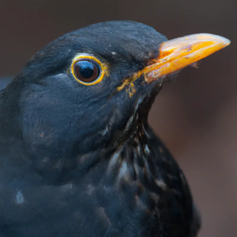 Amsel beim Freizeitpark.