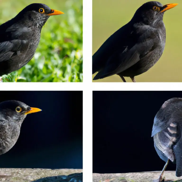 Amsel fliegt weg