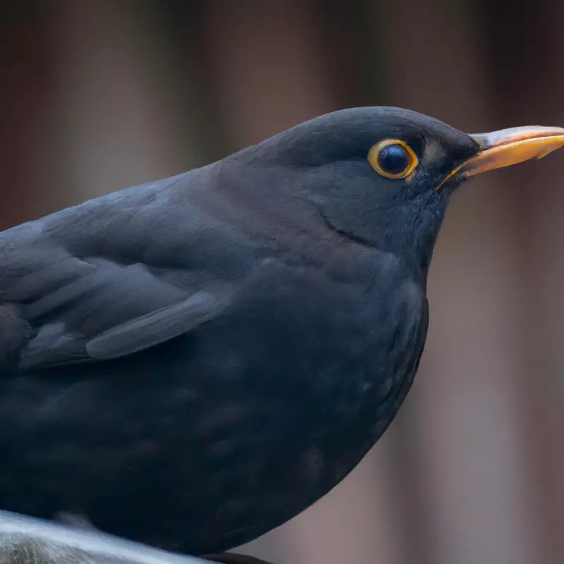 Amsel füttert Nestlinge.