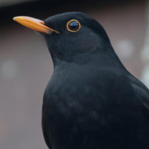 Amsel im Garten.