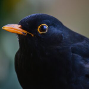 Amsel im Naturschutzgebiet.