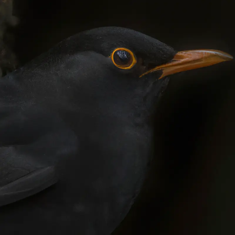 Amsel im Nest.