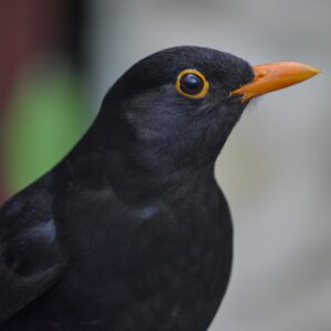 Amsel im Wald.