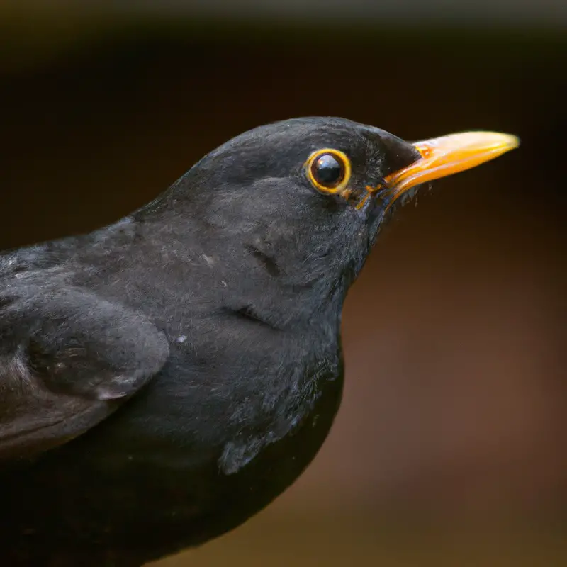 Amsel im Wald.