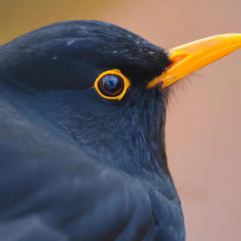 Amsel in Gefahr.