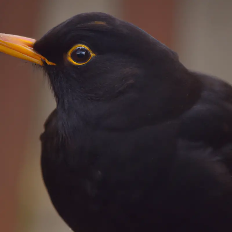 Ängstliche Amsel.