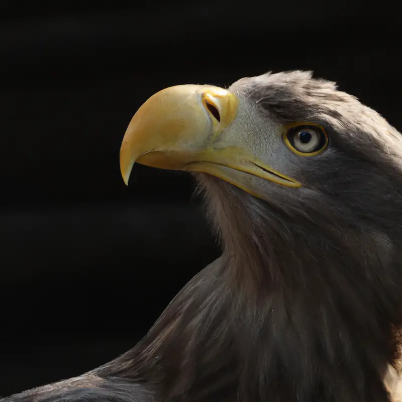 Bedrohter Seeadler.