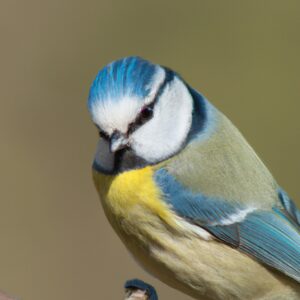 Blaumeise auf Ast