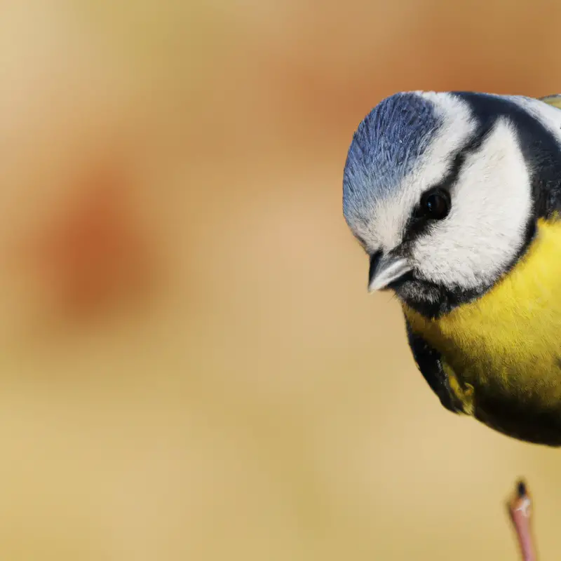 Blaumeise - verschiedene Farben.