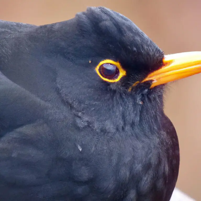 Blumenbestäubende Amsel.