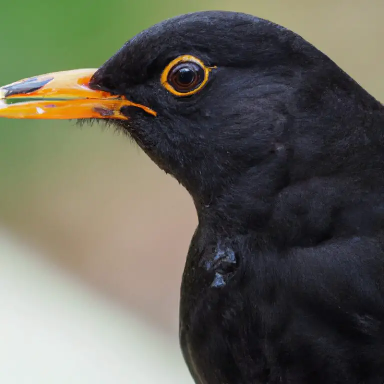 Brütende Amsel.