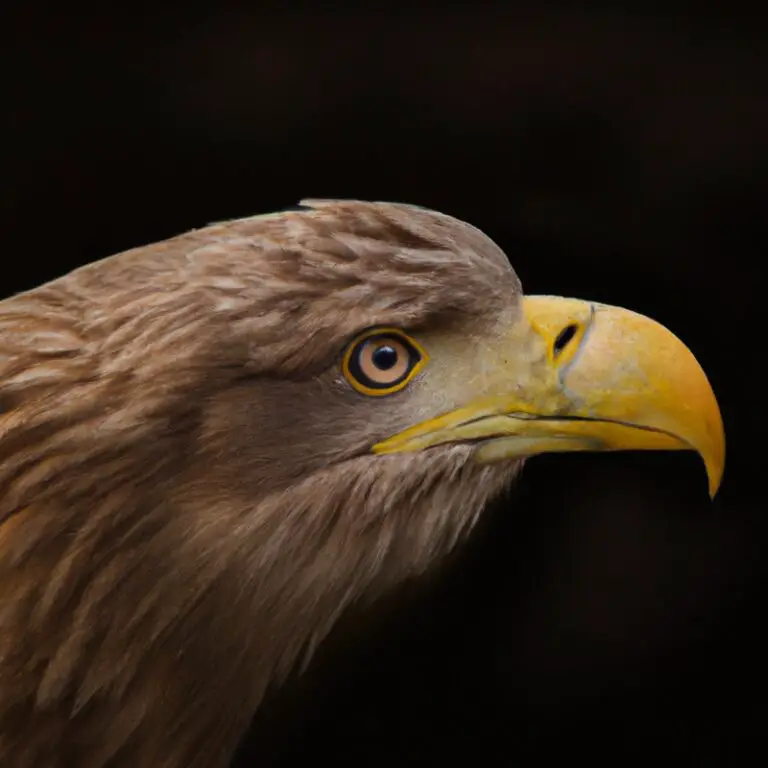 Brutende Seeadler