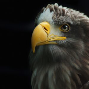 Deutscher Seeadler.