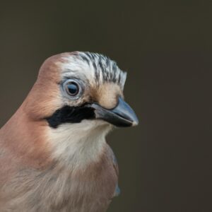 Eichelhäher-Küken im Nest.