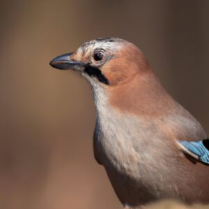 Eichelhäher Vogel.