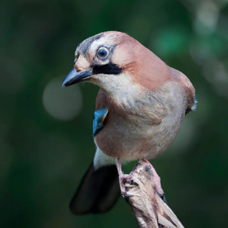 Eichelhäher Vogelbild.