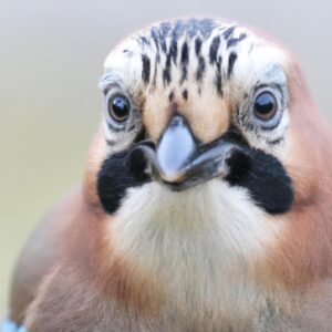 Eichelhäher-Vogelfoto.