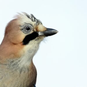 Eichelhäher Vogelzug.