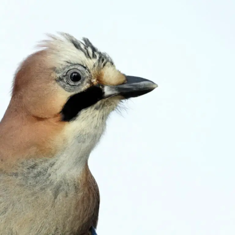 Eichelhäher Vogelzug.