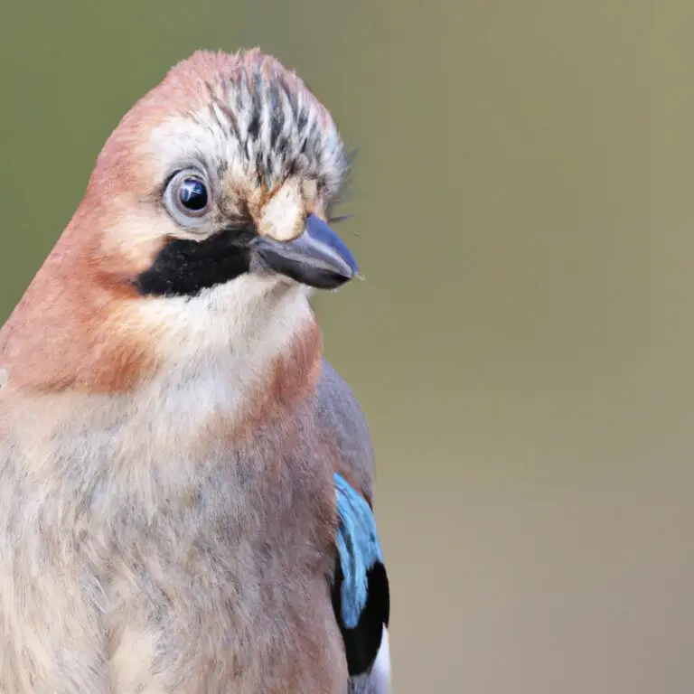 Eichelhäher im Nest