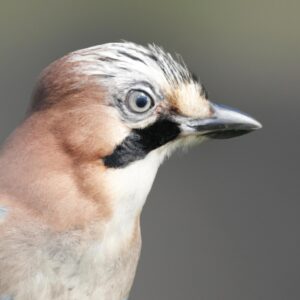 Eichelhäher im Wald