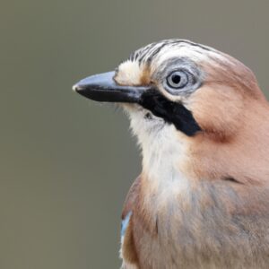 Eichelhäher im Wald.