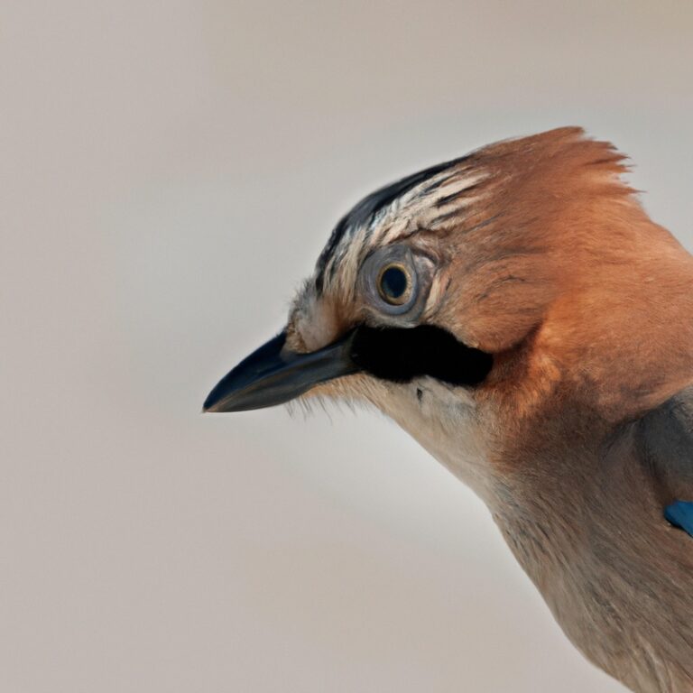 Eichelhähern in der Natur.