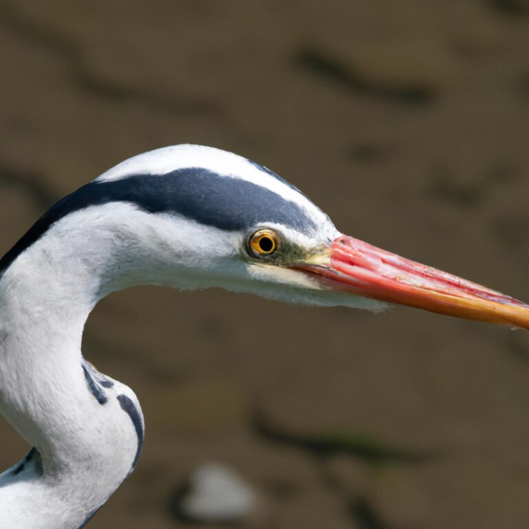 Fische im Fluss.