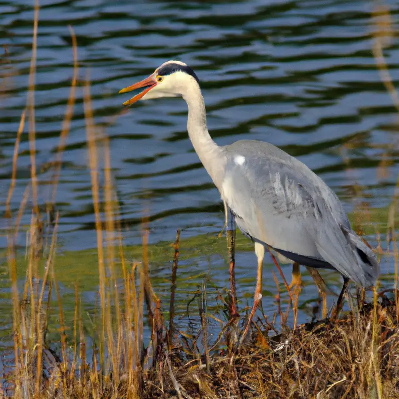 Fischerhöhung durch Reiher.