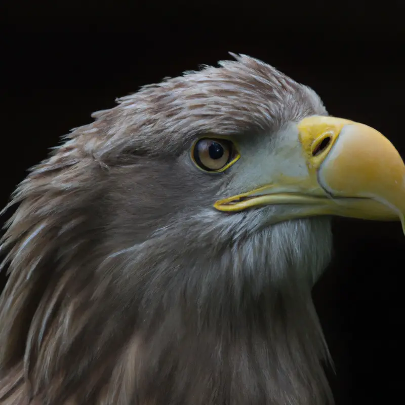 Fliegende Seeadler.