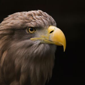 Fliegender Seeadler.