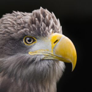 Fliegender Seeadler.