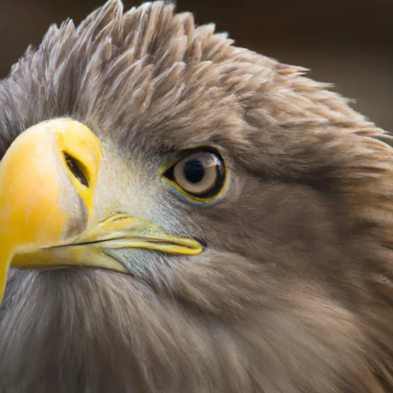 Fliegender Seeadler.