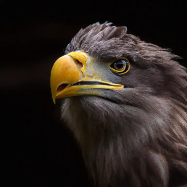 Fliegender Seeadler.