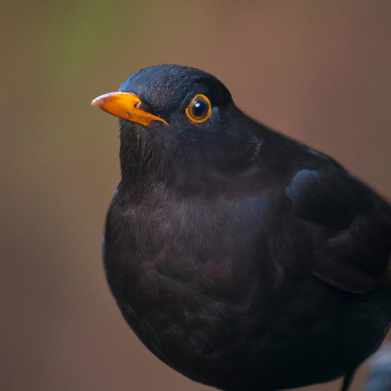 Flüchtende Amsel.