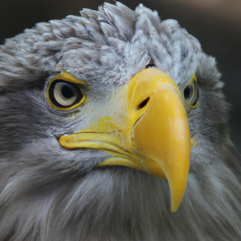 Flügger Seeadler.