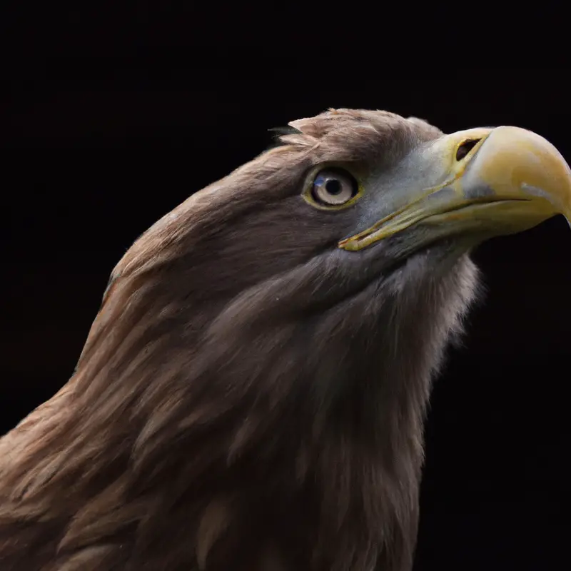 Gefangene Seeadler.