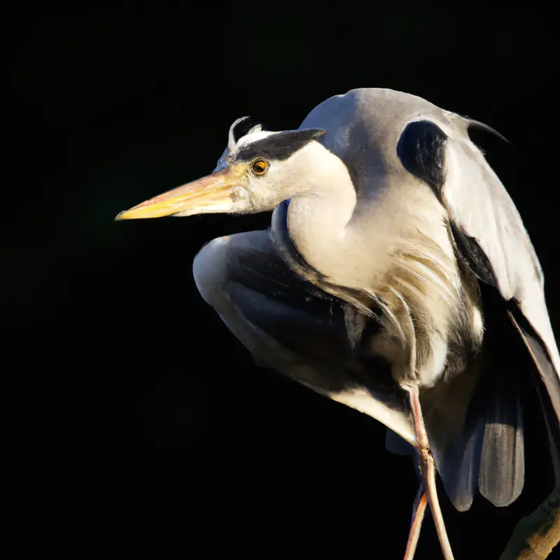 Gräuliche Vögel