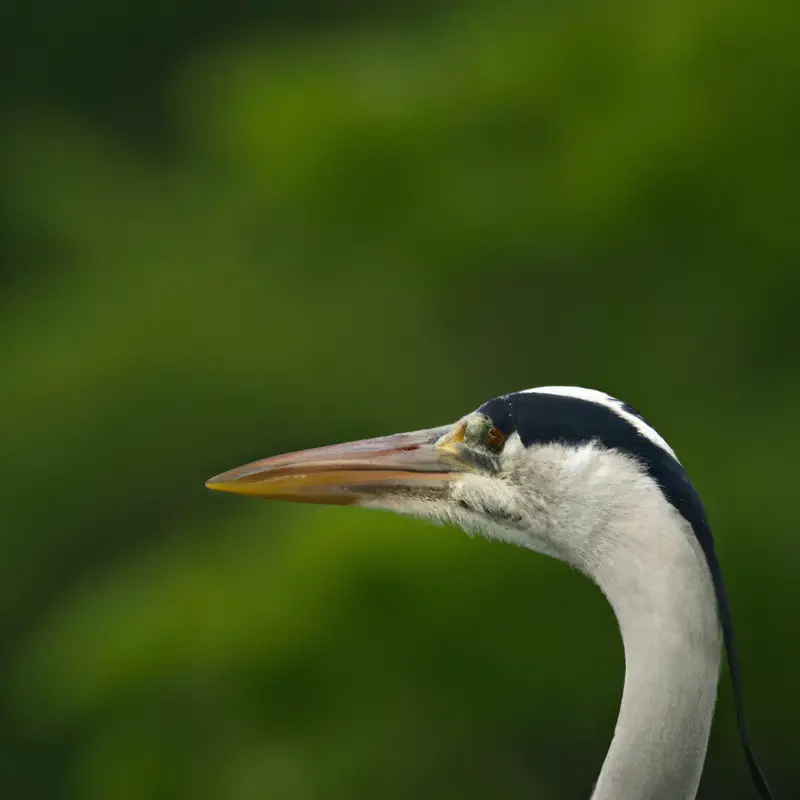 Graureiher Ecuador.