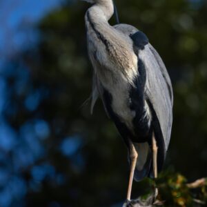 Graureiher Jungvogel.